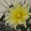 Copiapoa_esmeraldana_2